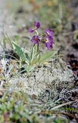 Primula scotica