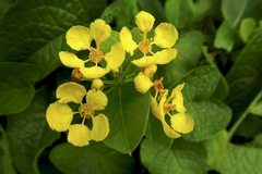 Stigmaphyllon emarginatum