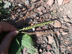 Plantago major