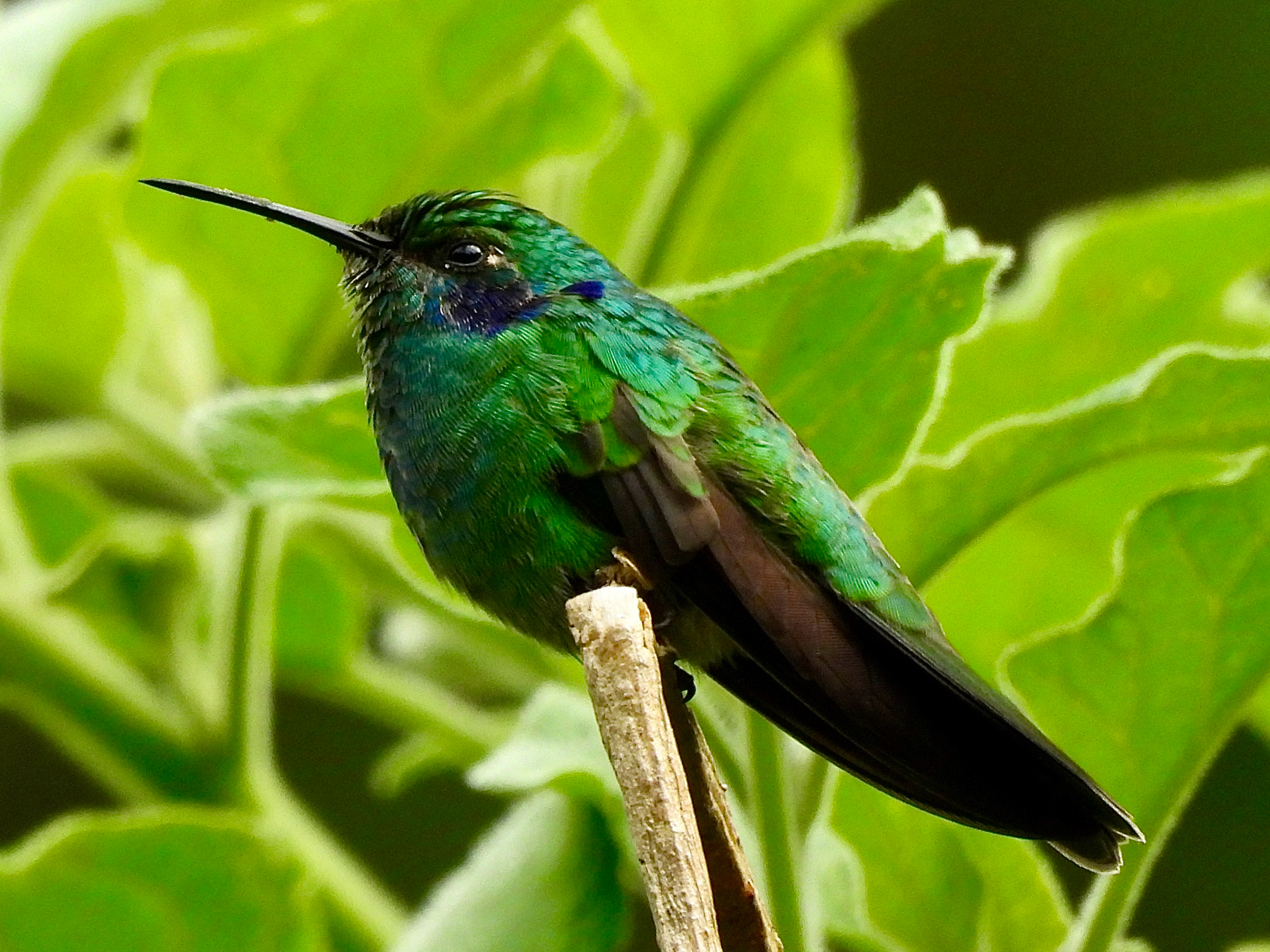 Colibr&iacute; orejivioleta (Colibri cyanotus)