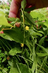 Chamaecrista glandulosa