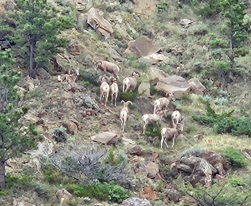 iNaturalist observation 2025-06-04