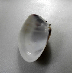 Iphigenia brasiliensis