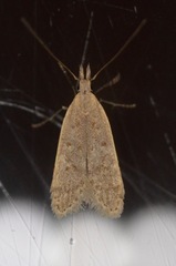 Dichomeris punctidiscellus