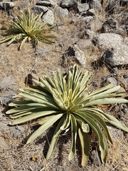 Verbascum sinaiticum
