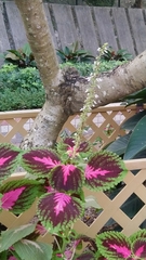 Coleus scutellarioides