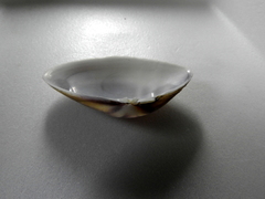 Iphigenia brasiliensis