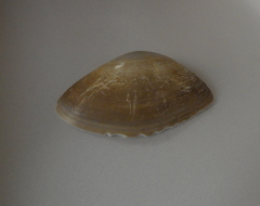 Iphigenia brasiliensis
