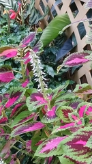 Coleus scutellarioides