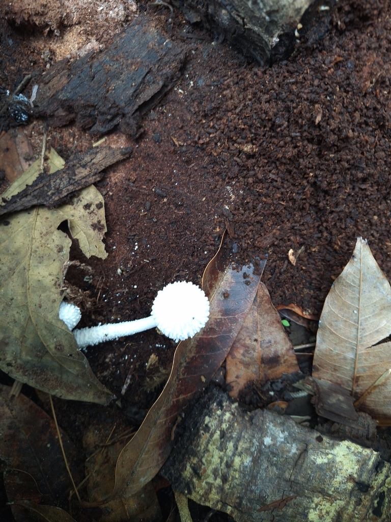 Leucocoprinus cretaceus · June 2025 · photo: © carlosceballos2416 (iNaturalist, cc0)