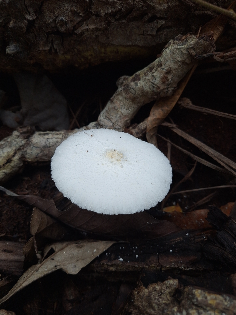 Leucocoprinus cretaceus · June 2025 · photo: © carlosceballos2416 (iNaturalist, cc0)