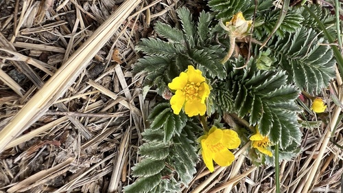common silverweed
