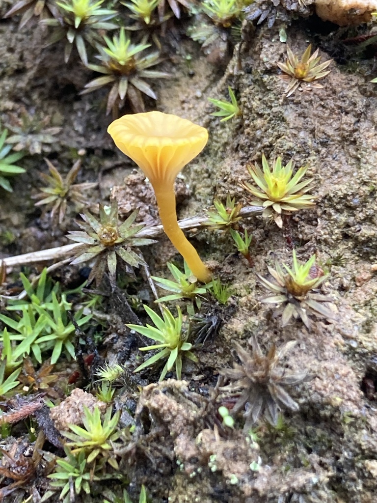 Lichenomphalia chromacea · June 2025 · photo: © victor_phillips (iNaturalist, cc-by-sa)