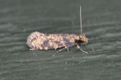 Amydria effrenatella