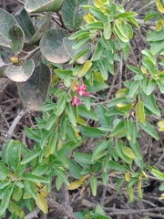 Fuchsia lycioides