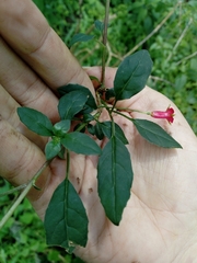 Fuchsia cylindracea