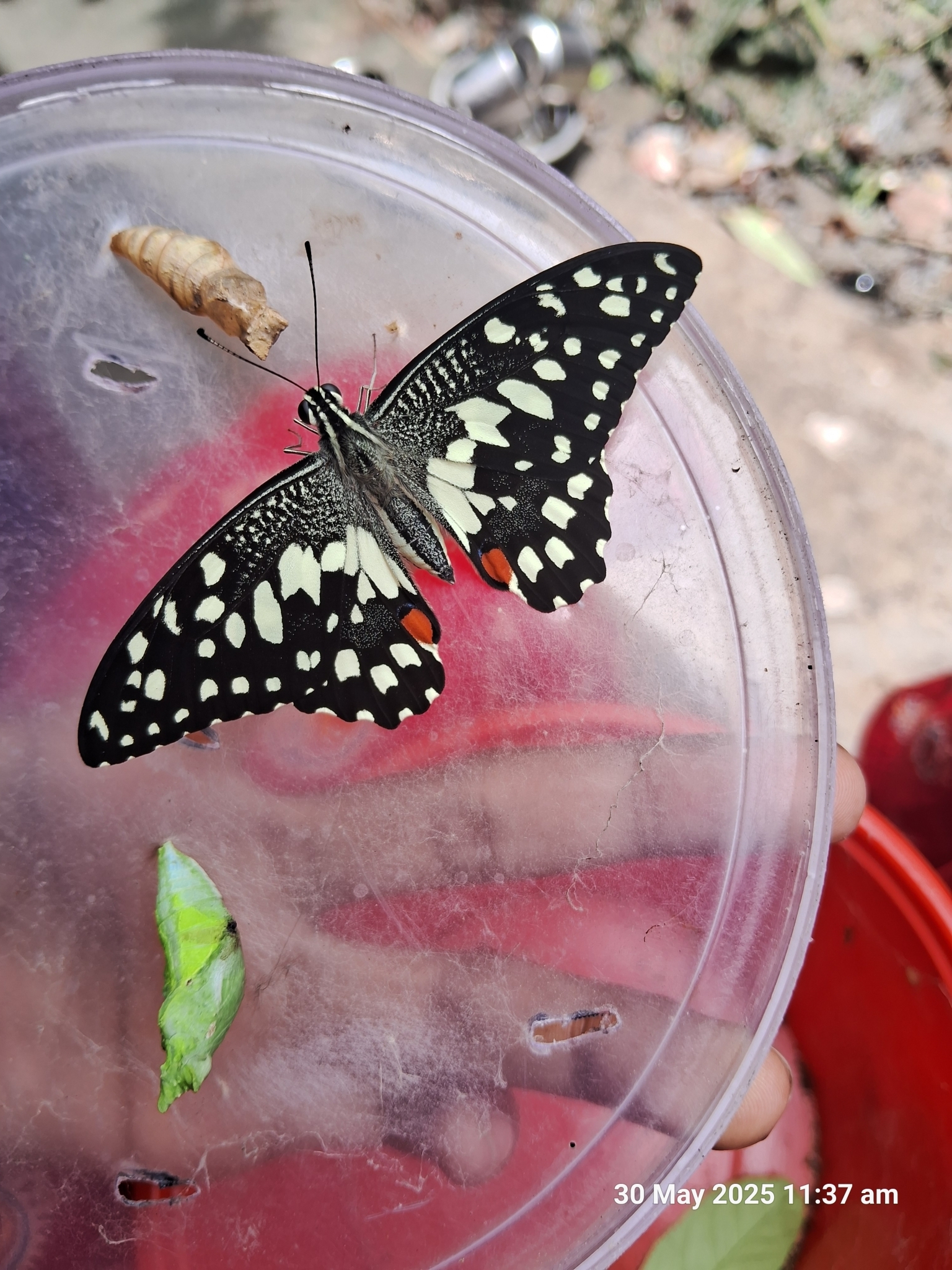 Lime Swallowtail