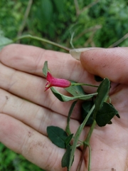 Fuchsia cylindracea