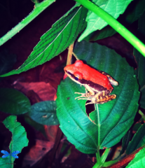 Hydrophylax bahuvistara