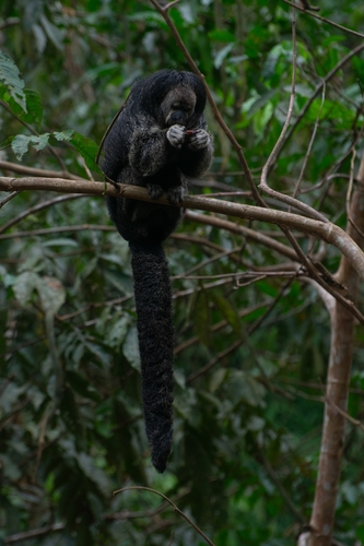 Monk Saki