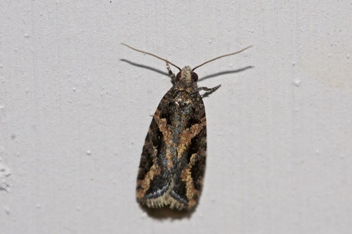Ischnomorpha