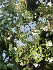 Ageratina altissima