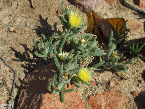 Mesembryanthemum grossum