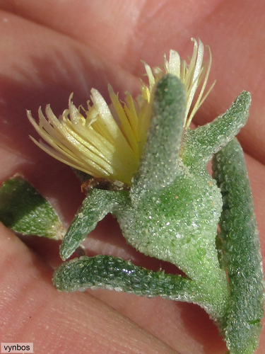 Mesembryanthemum grossum