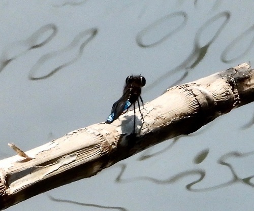 Platycypha bamptoni