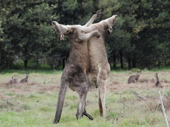 Eastern Grey Kangaroo photo 6