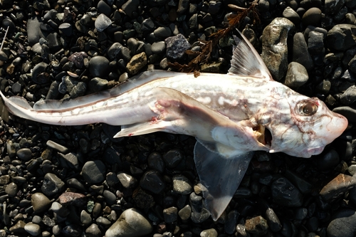 Dark ghostshark (Hydrolagus novaezealandiae) — Chimaeridae — 2