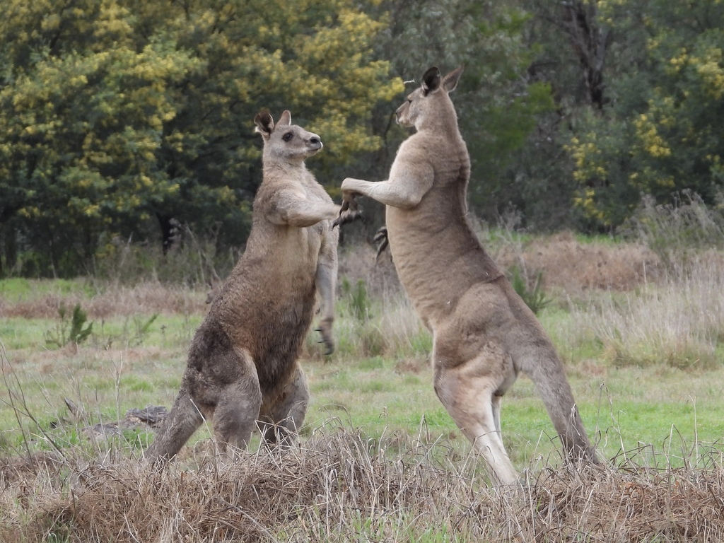 Grey Kangaroos