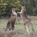 Grey Kangaroos - Photo (c) Amy Daeche, some rights reserved (CC BY-NC), uploaded by Amy Daeche