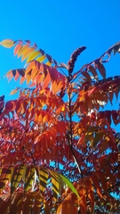 Rhus typhina