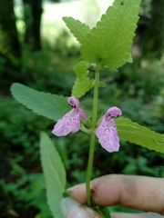 Stachys manantlanensis