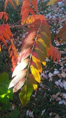 Rhus typhina
