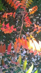 Rhus typhina