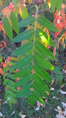Rhus typhina