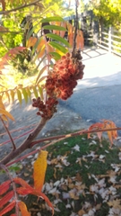 Rhus typhina