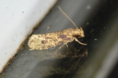 Amydria effrenatella