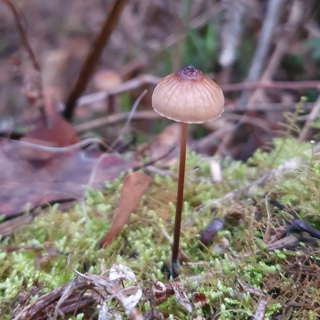 Mycena cystidiosa · June 2025 · photo: © bpryor (iNaturalist, cc-by)