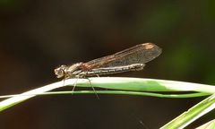 Platycypha