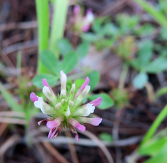 Trifolium pinetorum
