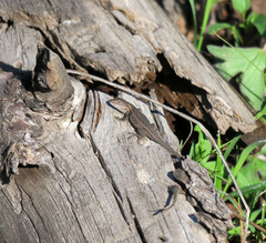 Sceloporus slevini