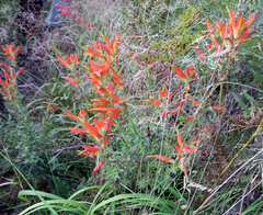 Castilleja patriotica