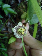 Passiflora exsudans