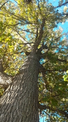 Quercus macrocarpa