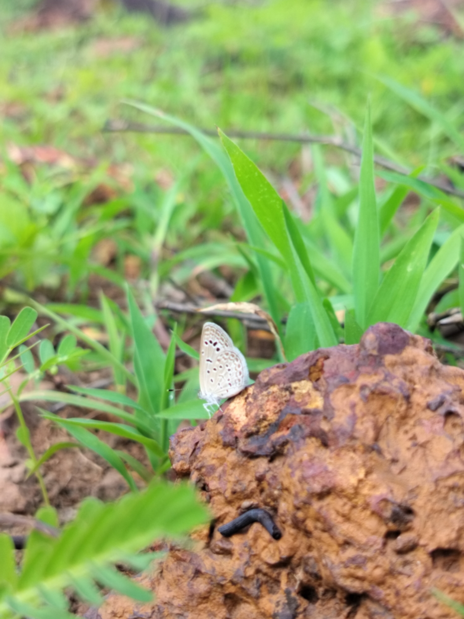 Dark Grass Blue