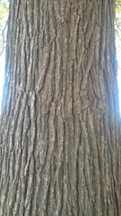 Quercus macrocarpa