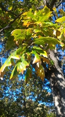 Quercus macrocarpa